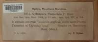 Cytospora tamaricis image